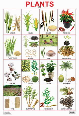 Plants Chart