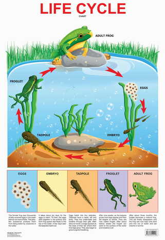 Life Cycle Chart