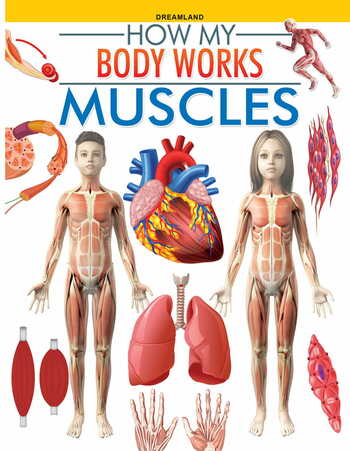 Muscles (How My Body Works)