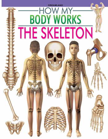 The Skeleton (How My Body Works)