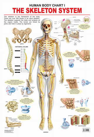 The Skeletal System