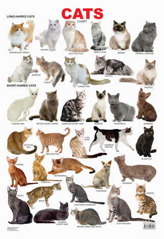 Cat Chart