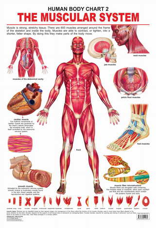 The Muscular System