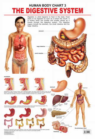 The Digestive System