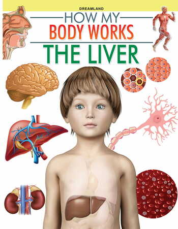 The Liver (How My Body Works)