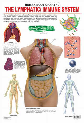 The Lymphatic/Immune System