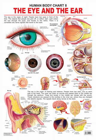 The Eye & the Ear