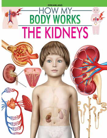 The Kidneys (How My Body Works)