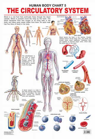 The Circulatory System