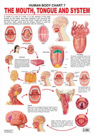 The Mouth, Tongue & Speech