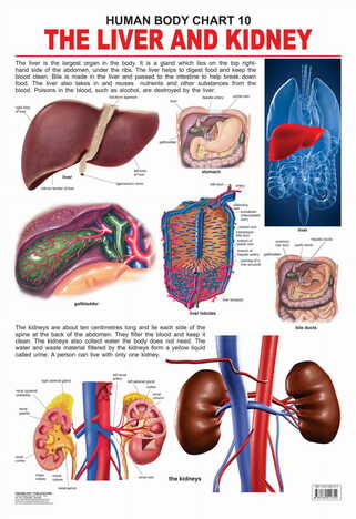 The Liver & Kidney