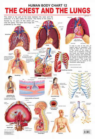 The Chest & the Lungs