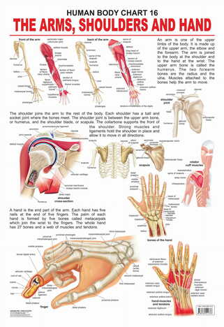 The Shoulders, Arms & Hand