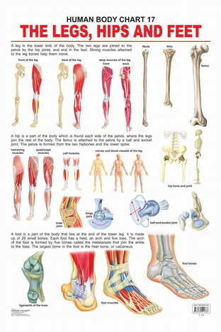 The Hips, Legs & Feet