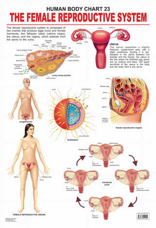 The Female Reproductive System